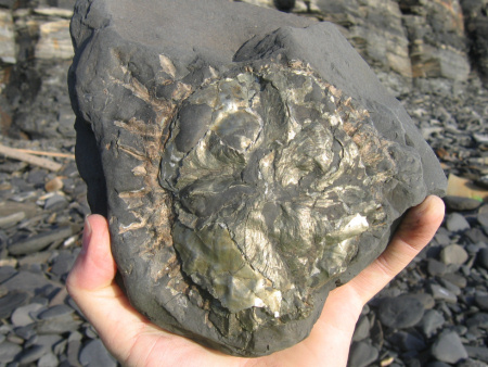 Pyritised oysters obscuring an ammonite at Kimmeridge