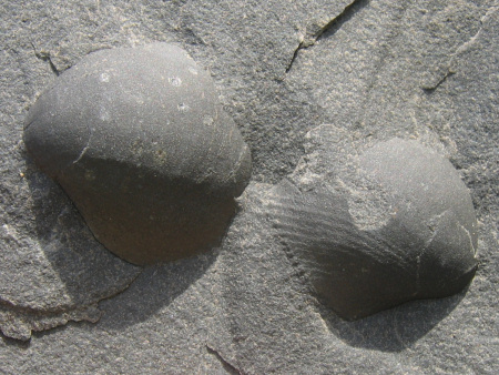 Fossil brachiopod from the Kimmeridge Clay Formation