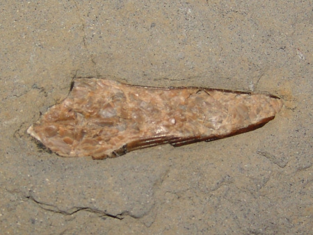 Ichthyosaur tooth at Kimmeridge
