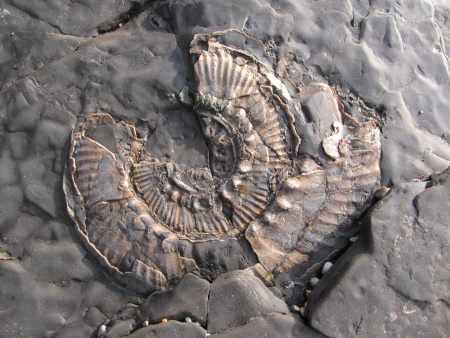 British fossil Aulacostephanus autissiodorensis ammonite from Kimmeridge