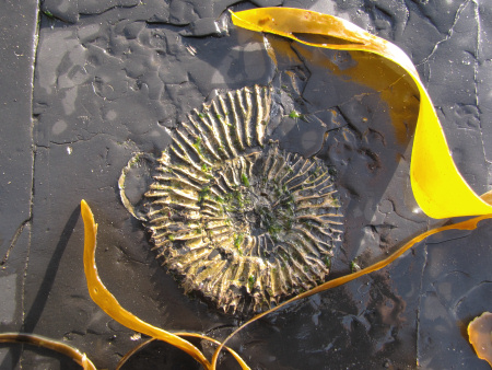 Fossil Subdichotomoceras websteri ammonite at Kimmeridge