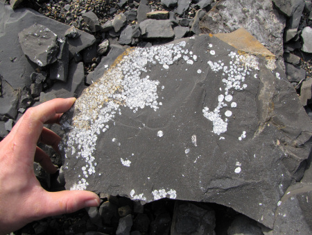 Kimmeridge Clay Formation mudstone containing fossil bivalve shells