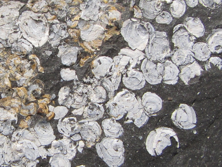 Close-up of fossil bivalve shells at Kimmeridge