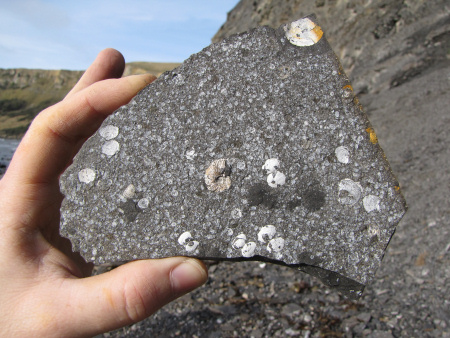 Fossil Pectinatites ammonite among bivalves at Kimmeridge