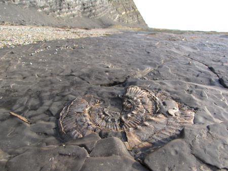 Fossil Aulacostephanus autissiodorensis ammonite at Kimmeridge