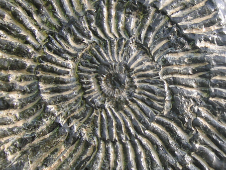Fossil Subdichotomoceras websteri ammonite from Kimmeridge