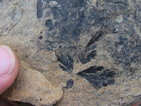Fossil leaf at Kingsbarns