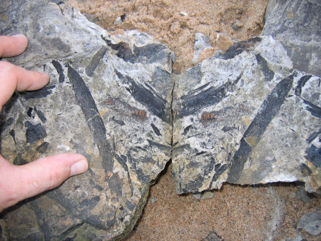 Fossil plant debris at Kingsbarns