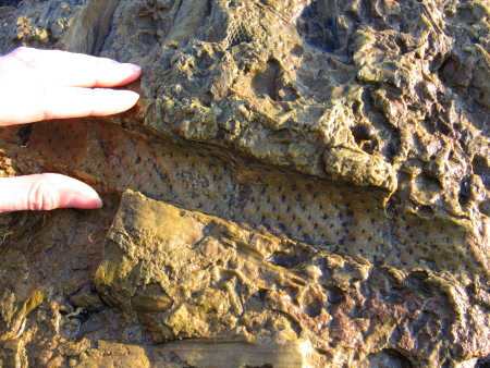 Fossil Stigmaria impression at Kingsbarns