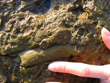 Fossil tree stem at Kingsbarns