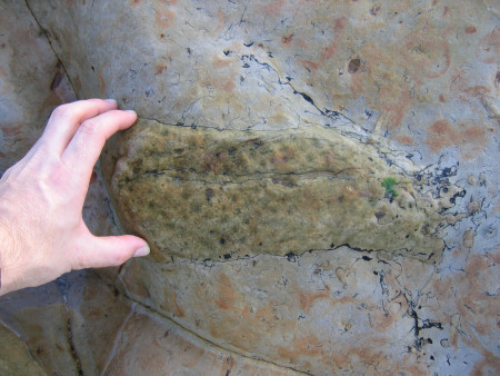 Fossil Stigmaria at Kingsbarns