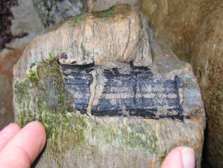 Fossil plant stem at Kingsbarns
