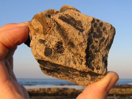 Concentration of fossil plant remains in a slit pebble at Kingsbarns