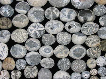 Collection of flint Echinocorys Micraster and Conulus echinoid from the chalk of Sussex