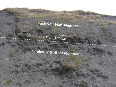Geology diagram of Black Ven Marl Member, Birchi Tabular and Shales-with-Beef Member