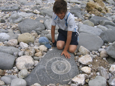 Fossil Paracoroniceras ammonite at Monmouth Beach
