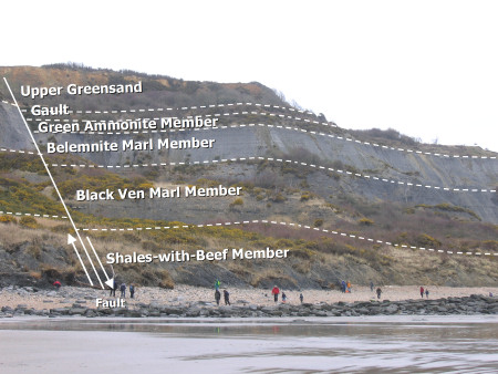 Various geological horizons in the cliffs at Black Ven near Lyme Regis