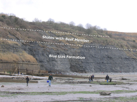 Geology diagram showing Shales with Beef Member and Blue Lias Formation at Lyme Regis