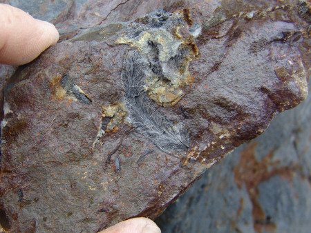 Feather-like fossil coral at Marloes Sands