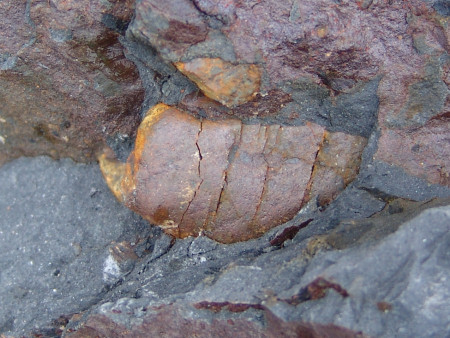 Prehistoric beach pebble at Marloes Sands