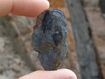 Fossil Lingula brachiopod at Marloes Sands