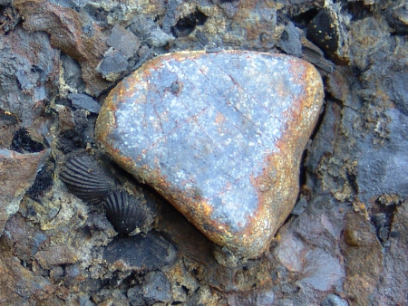 An isolated beach pebble and two associated fossil brachiopods at Marloes Sands