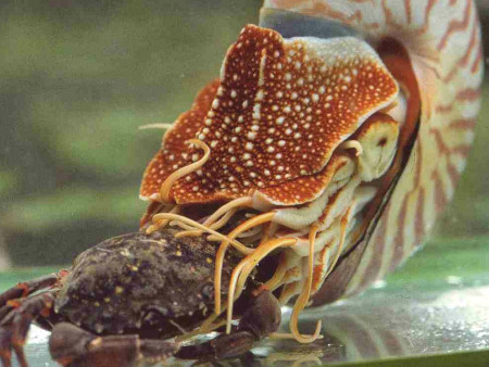 Nautilus attacking a crab