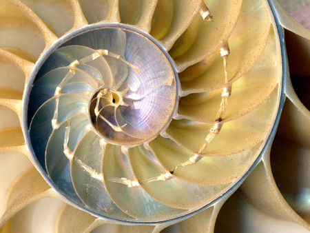 Internal chambers of a nautilus shell