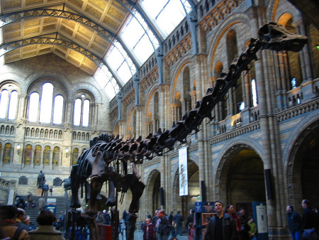 Diplodocus skeleton at The Natural History Museum in London