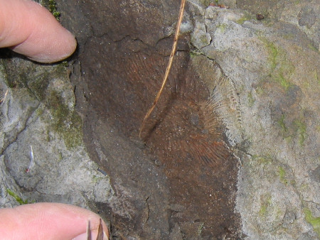 Squashed fossil Kosmoceras ammonite at the River Brora Scotland