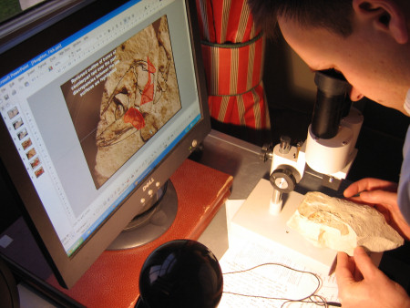 Robert Randell examining a chalk fossil fish under the microscope