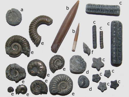 A collection of fossils from Seatown including ammonites, belemnites, crinoids and an echinoid