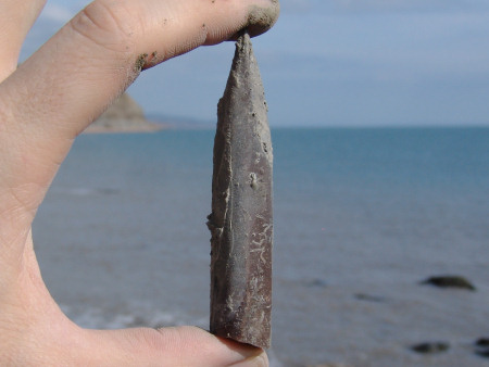 Large fossil belemnite guard from the Green Ammonite Mudstone Member at Seatown