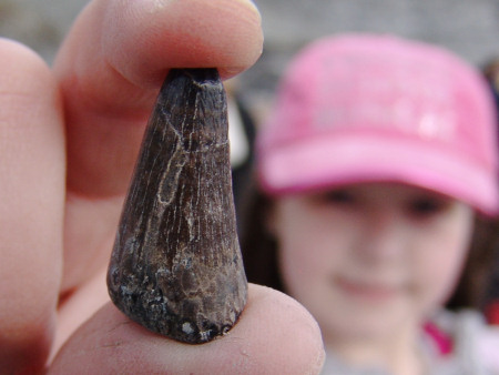 Fossil ichthyosaur tooth from Seatown