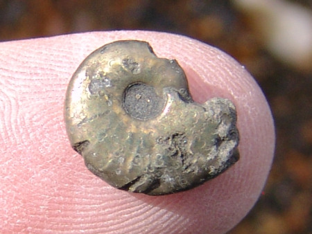Pyritised fossil Tragophyllocerasammonite ammonite from Seatown
