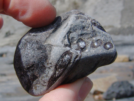 Worn beach pebble containing fossil ichthyosaur vertebra and ribs at Seatown