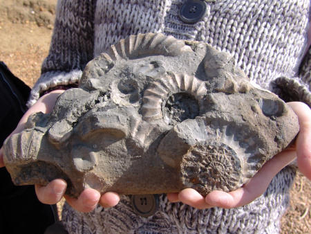 A close-up of the nodule containing fossilised Androgynoceras ammonites and ichthyosaur vertebrae