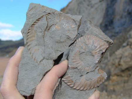 Fossil Amaltheus ammonite from the Eype Clay Member at Seatown