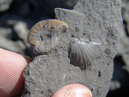 Fossil Protogrammoceras ammonite and brachiopod from Seatown