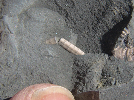Small fossil crinoid stem and partial ammonite from the Eype Clay Member at Seatown