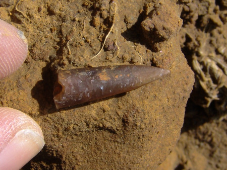 Fossil belemnite guard from the Thorncombe Sand Member at Seatown 