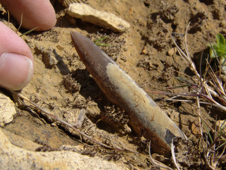 Fossil belemnite from the Thorncombe Sand Member at Seatown