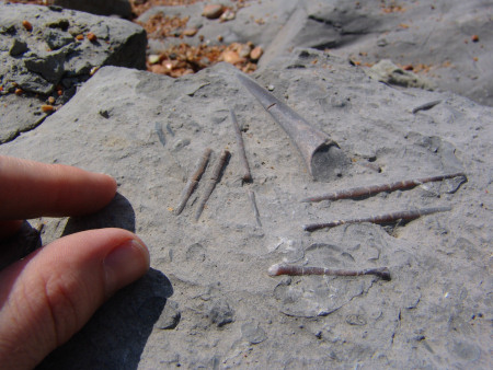 Fossil belemnite guards in situ within the Belemnite Marl Member at Seatown