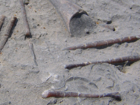 Close-up of fossil belemnite guards within the Belemnite Marl Member at Seatown