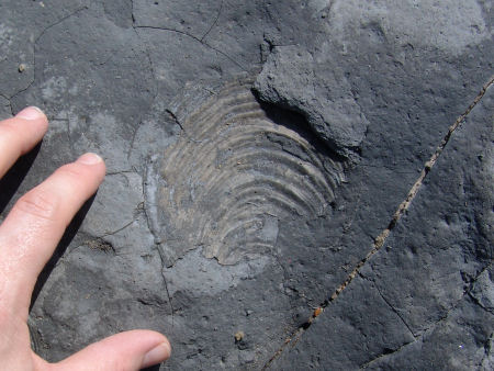 Large fossil bivalve within the Belemnite Marl Member at Seatown