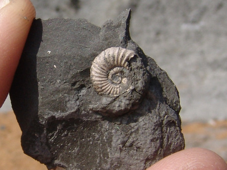 Fossil Androgynoceras ammonite from the Green Ammonite Member at Seatown