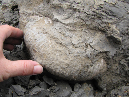 Fossil Liparoceras ammonite exposed in the Green Ammonite Member at Seatown