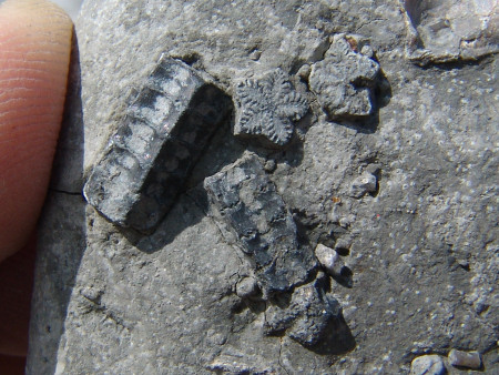 Fossil crinoid stems from the Belemnite Marl Member at Seatown