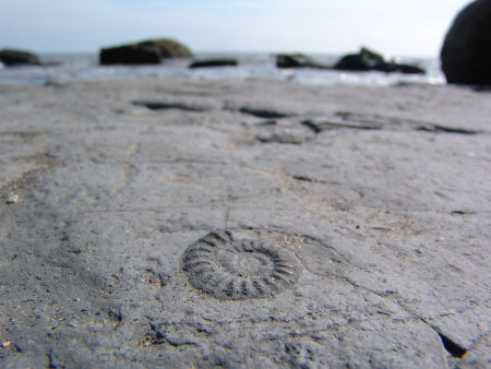 Fossil Tropideroceras ammonite exposed in the Belemnite Marl Member at Seatown