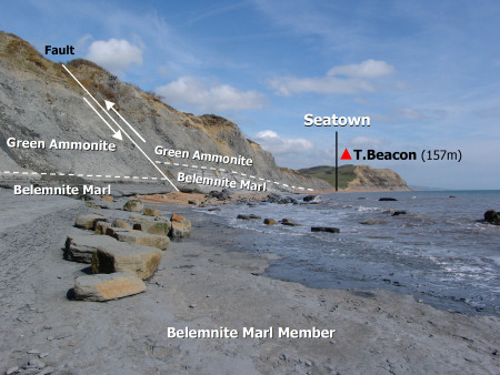 The Belemnite Marl Member exposed on the foreshore and in the cliff at Seatown